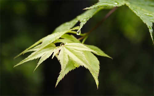 本科电气工程月工资,工程管理专业学生毕业后可从事哪些工作?